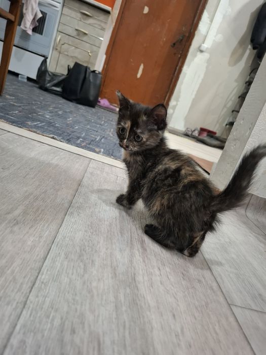 Отдам котят в добрые руки!