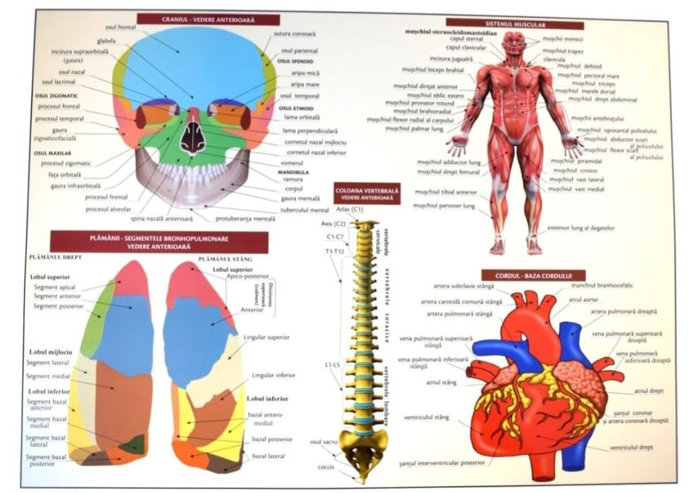 Meditații pentru examenul de bacalaureat biologie și admitere!!!