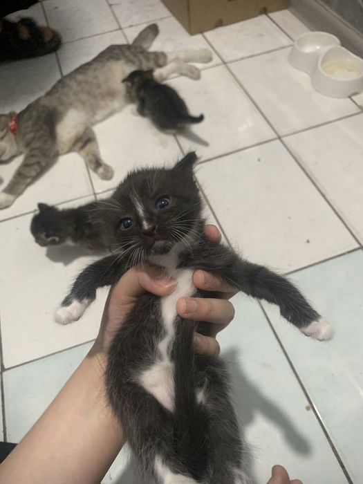 Прадается котенки 1 месяц