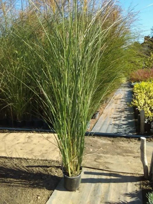 Декоративни храсти, растения, озеленяване