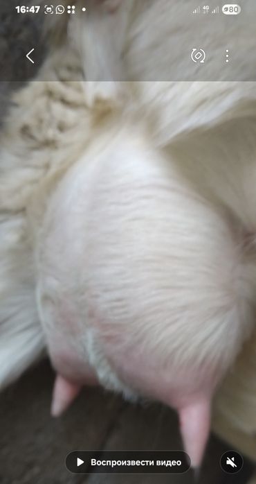 Занен сауынды ешкі  сатылады