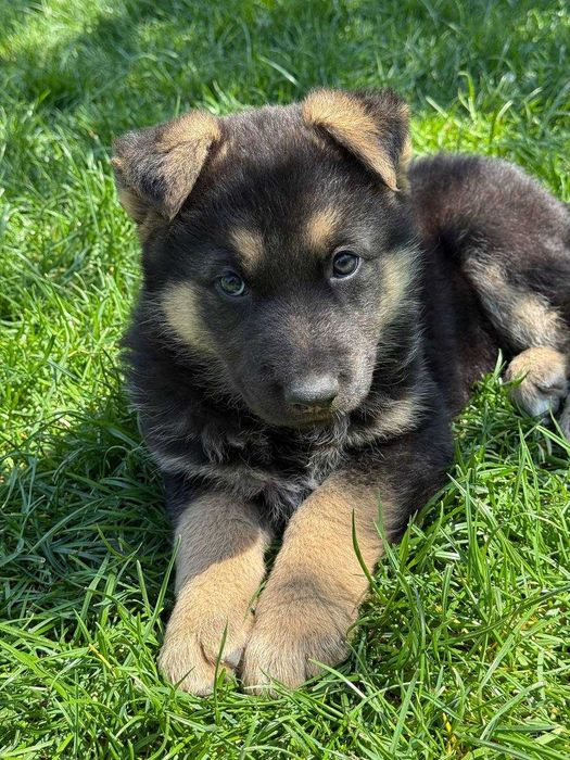 Щенки восточно-европейской овчарки.