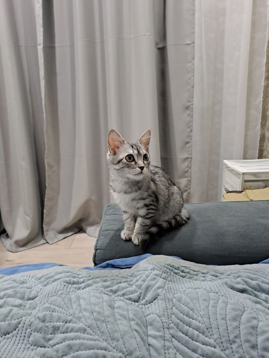 Отдам котёнка в хорошие руки