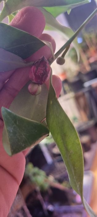 Продам Анис звездчатый и конфетное дерево