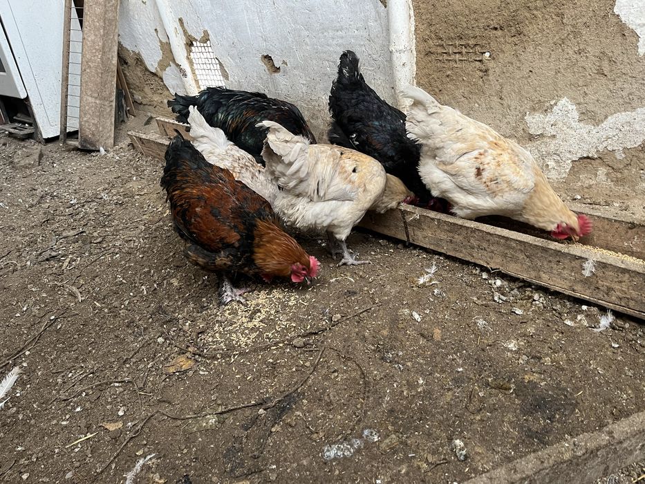 Петушки кораз петухи