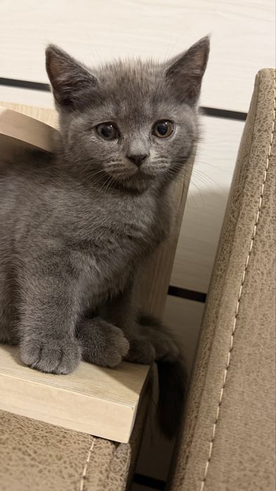 Котята породы Scottish Fold и Scottish Straight