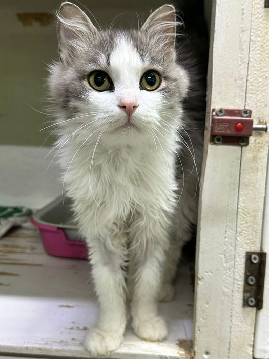 Очень красивый кот!