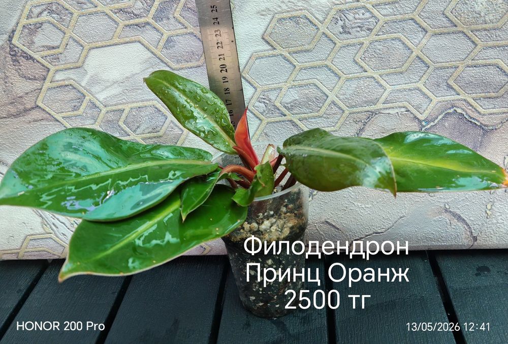 Комнатные цветы. Сингониум, сциндапсус.