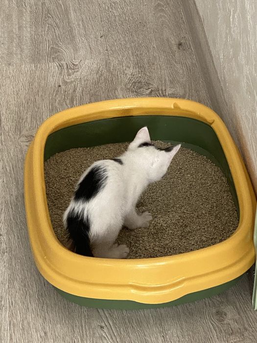 Котик, Mushuk bolasi