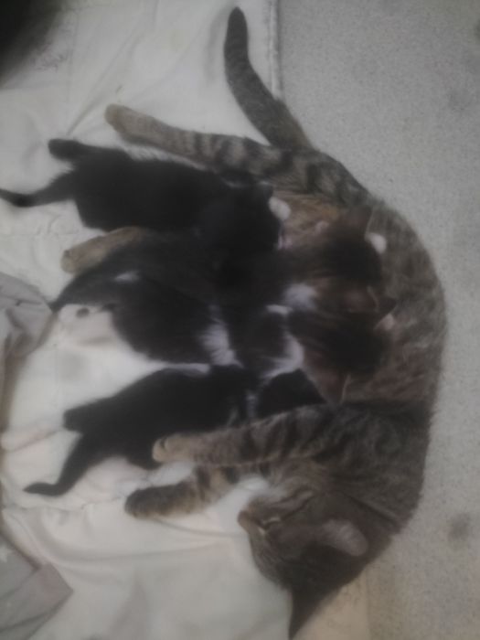 Котенок ищет хозяев