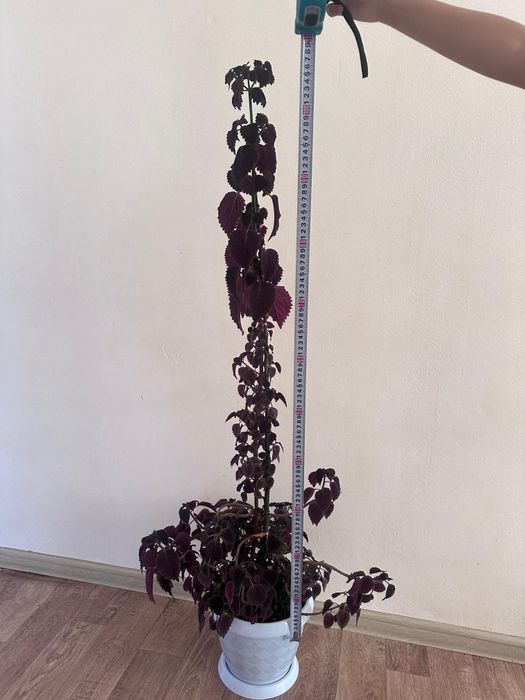 Үй гүлі сатылады. Комнатные цветы продается