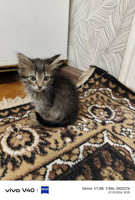 Котята девочки , добрые мурчалки )))