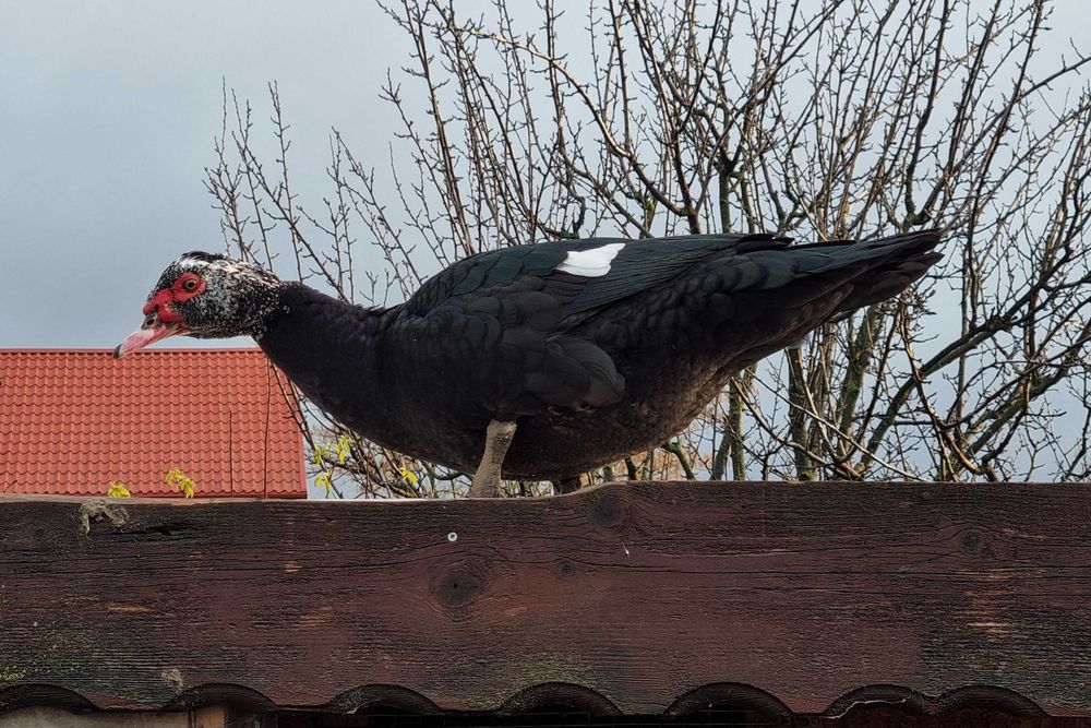 Ratoi lesesti (rate mute, rate lesesti)