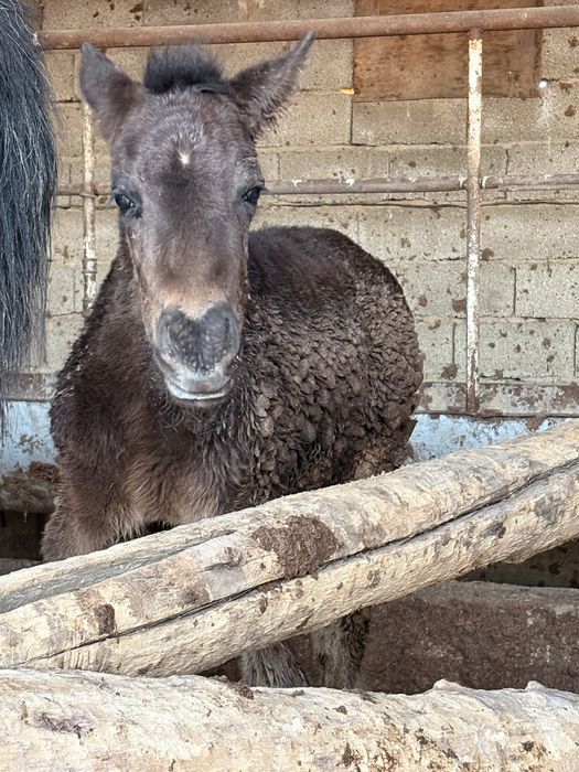 Құлын сатылады жагдайы зор