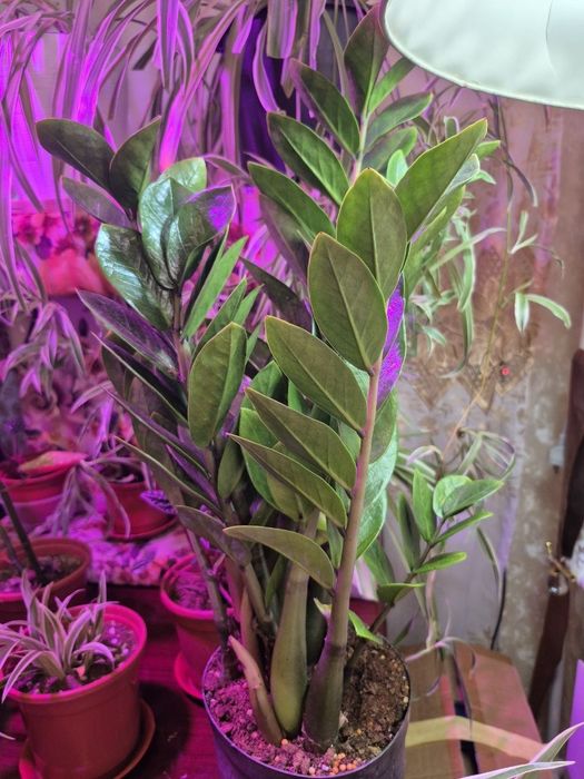 Продаётся Замиакулькас (Доллорвое дерево)