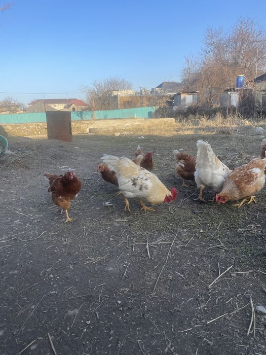 Петух продается