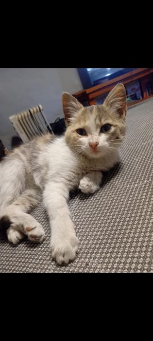 Кошка  бесплатно