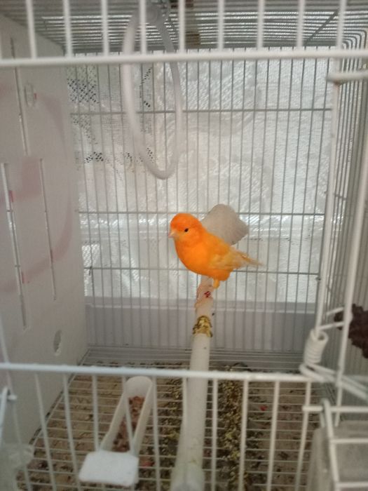 Красные канарейки.