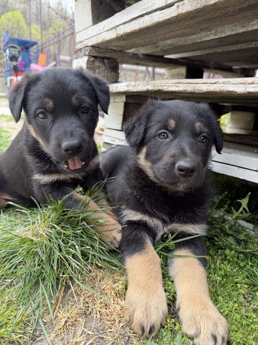 Pui Ciobănesc German deosebiți – Vaccinați și Deparazitați (Carnet Sănătate)