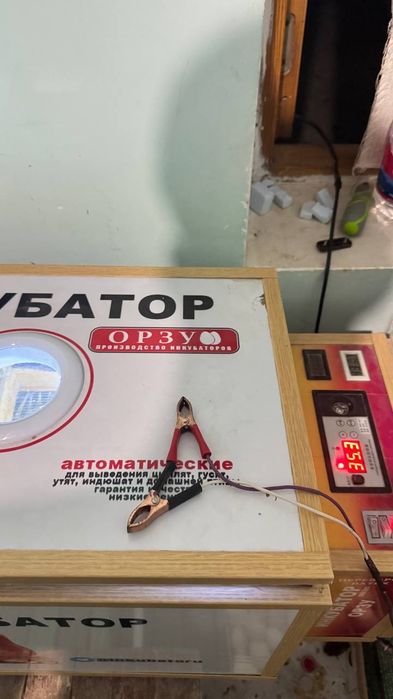 Inkubator 65 talik