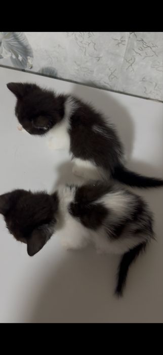 Отдам котят в добрые руки(мальчики)