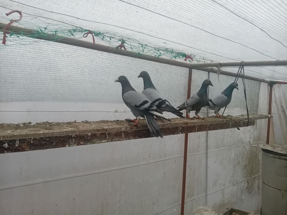 Пощенски гълъби на символични цени