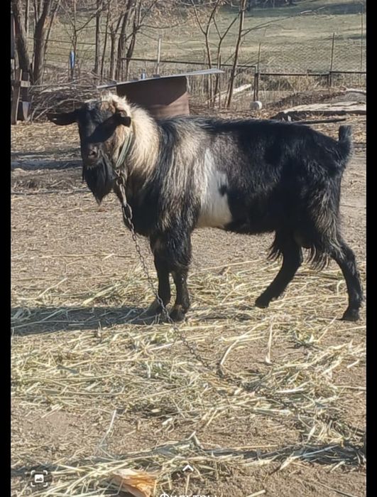 Козел теке Козел