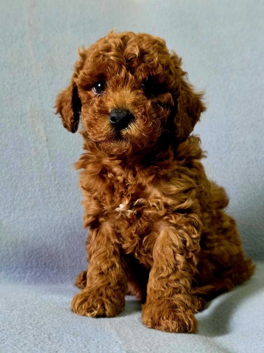 Pudel toy cu pedigree