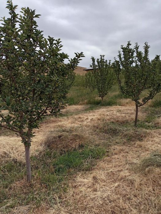 Srochna Uy sotiladi 300 mln kami bor