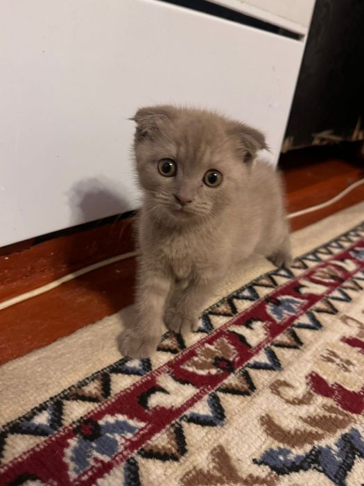 Шотландский чистые котята