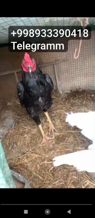 O shamo nemis tuxuml va jujalariga zakaz olaman.