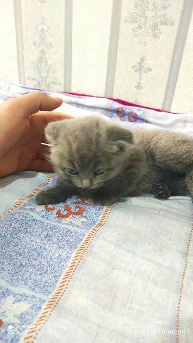 Mushukchalar sotiladi srochno skottish fold seriy 2 ta qiz 1 ta ôĝil