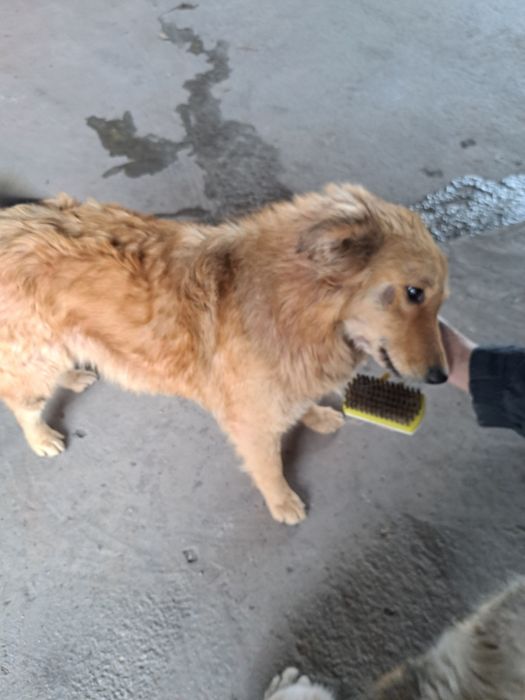 Donez câine rasă autohtona  ,se asigură transport la domiciliu  gratis