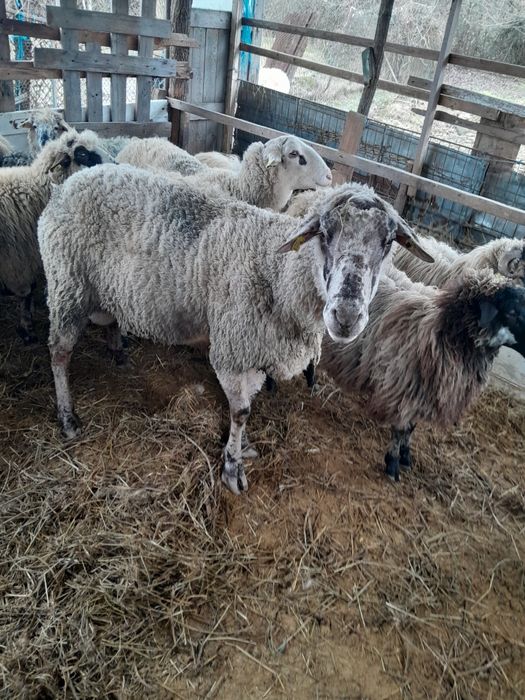 Vand berbec de carne