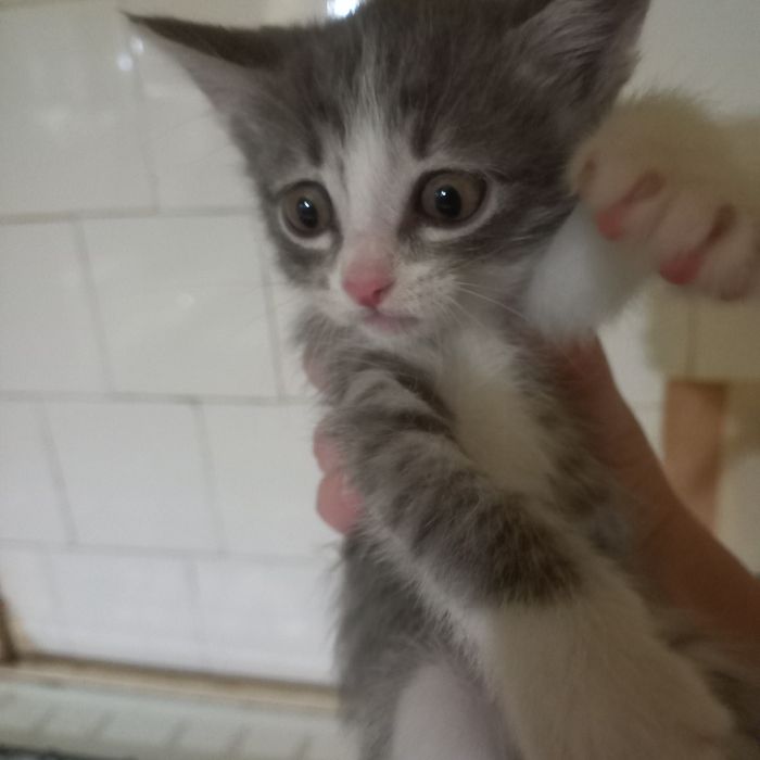 Вислоухий котёнок 1 месяц