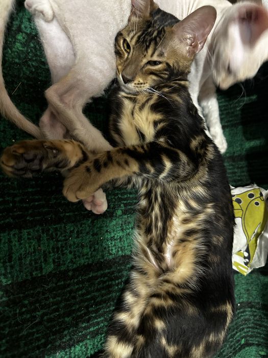 Продам кошек пародистые