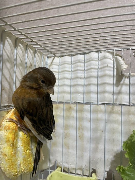 Канарейка красный дерево