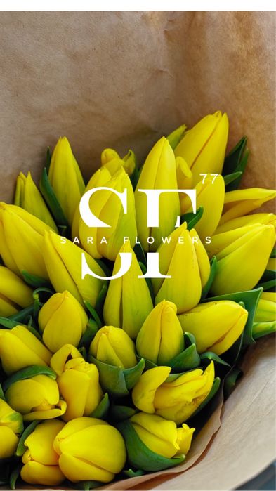 Оптовая продажа тюльпанов