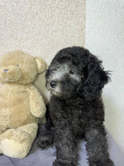 Pudel pitic argintiu