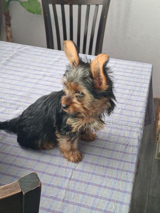 Мини Йоркширски териери