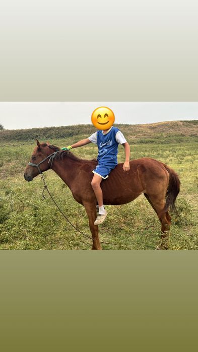 1.5 жасар ұрғашы