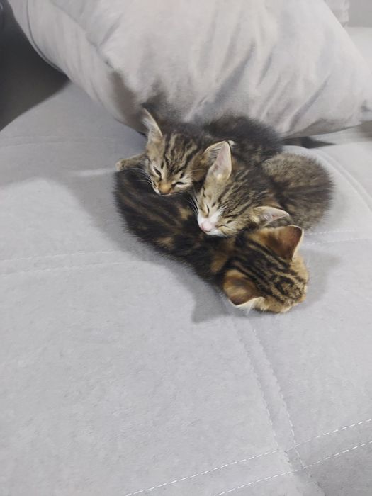 Отдам котят даром