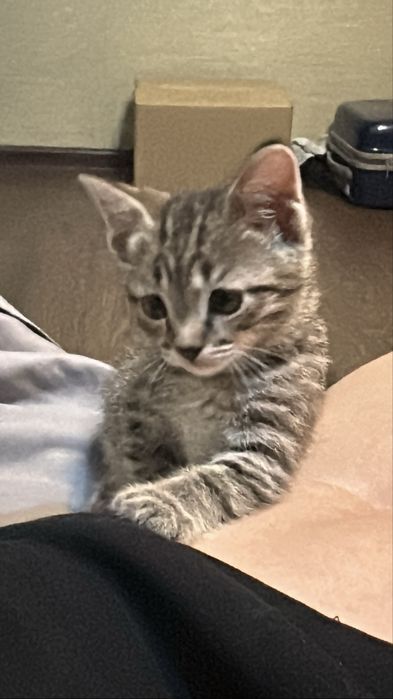 Отдам котенка в добрые руки