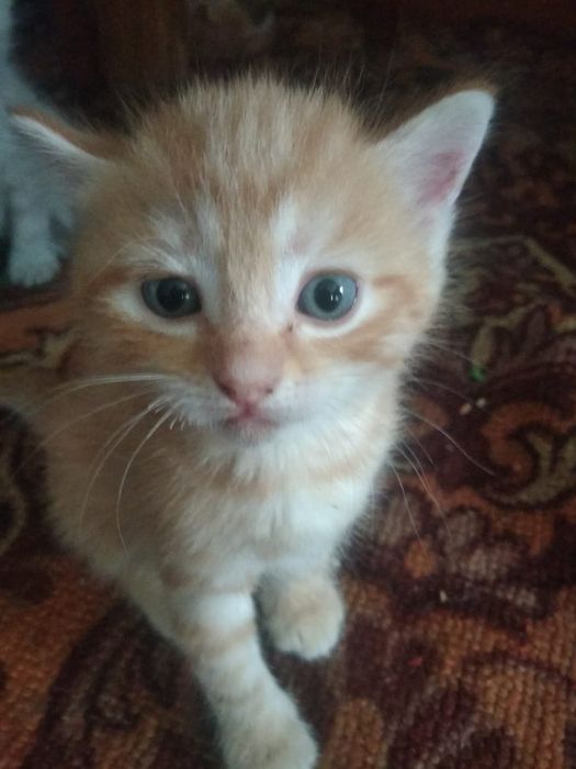 Милые ,умные котята в добрые руки.