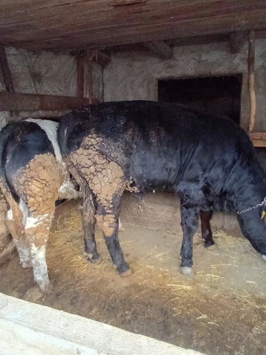 Vând viței de rasă