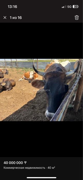 Продается дойные коровы с теленками!