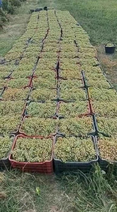 Struguri de vin calitate excelenta