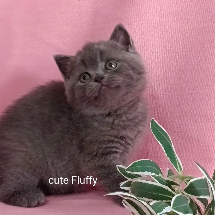 Котята Бриташки продам
