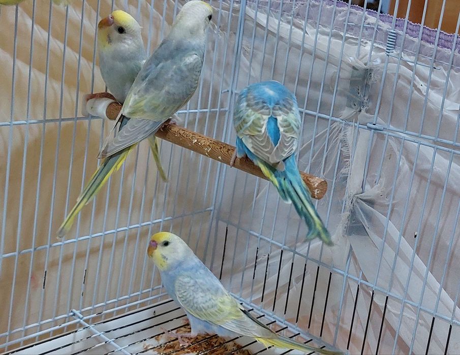 Продаются радужные попугаи молодые.