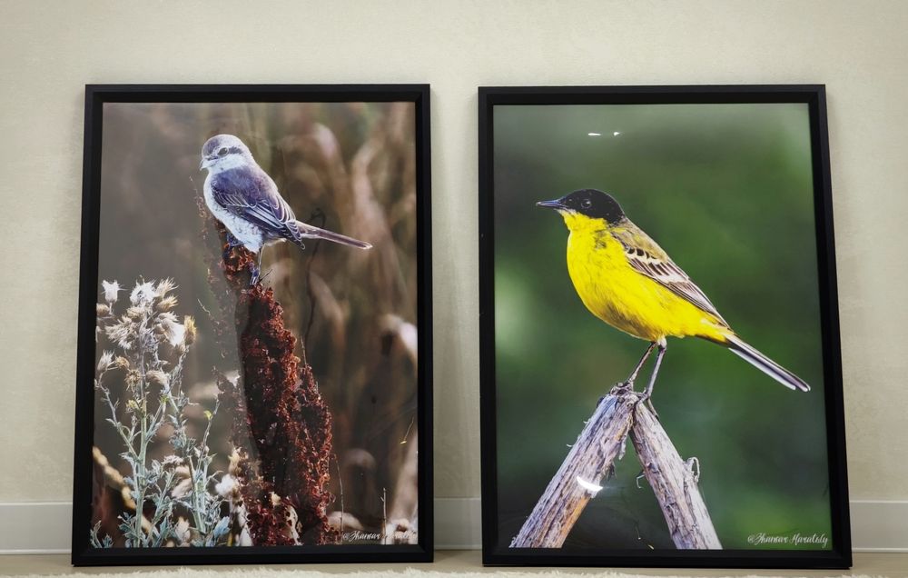 Продам картины птиц